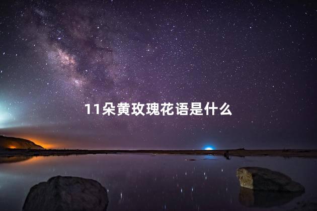 11朵黄玫瑰花语是什么