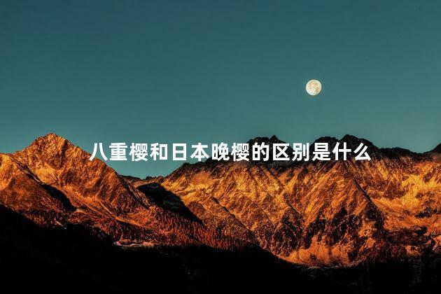 八重樱和日本晚樱的区别是什么