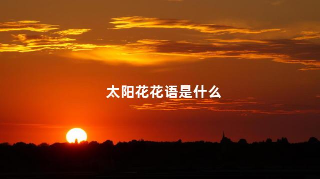 太阳花花语是什么