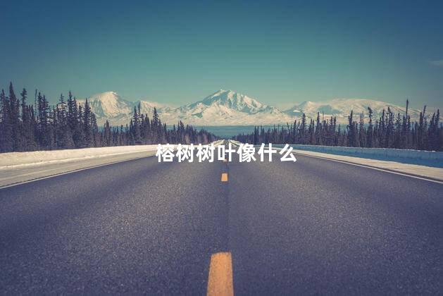 榕树树叶像什么