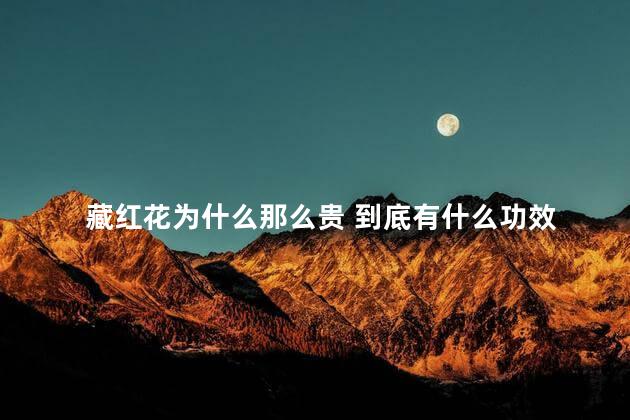 藏红花为什么那么贵 到底有什么功效